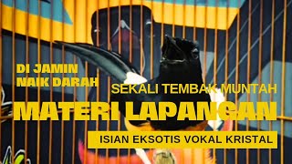 Murai Batu Gacor Nembak Materi Lapangan,Murai Pendiam Seketika Ikut Bongkar Isian,Awas Emosi