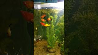 Criação de Platy no aquario plantado🌱🐟