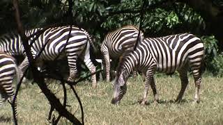 Cebras: Los caballos pintados - Africa ज़ेब्रा: चित्रित घोड़े - अफ्रीका