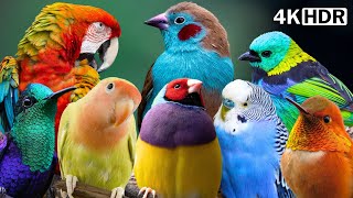 MOST COLORFUL & VIBRANT BIRDS IN THE WORLD | RELAXING BIRD SOUNDS | BREATHTAKING NATURE | 4K HDR