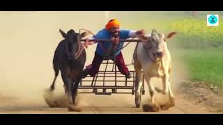 Daheru Ox Races Winner Pair | Maharaja and Patwari | live ox race today | Bullcart Races |