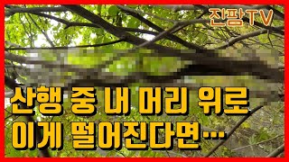 산행 중 만난 뜻밖의 상황!!! 내 머리 위로 떨어졌다면???