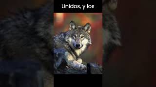 El lobo mexicano  Un aullido en peligro.