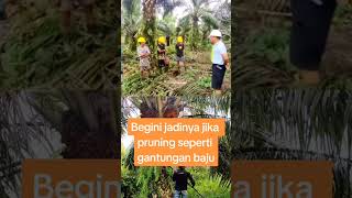 Mandor ngamuk pruning seperti gantung baju#