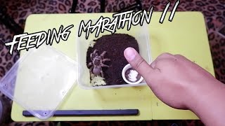 Kawawang gagamba, ang li-liit ng lalagyan - Feeding Marathon 11