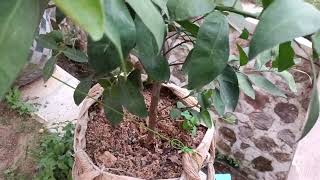 TAMBULAMPOT JERUK BERBUAH DIHALAMAN RUMAH.#fruit #tipsberkebun #petanimuda #viral #diygarden