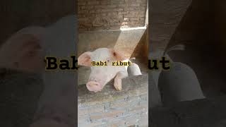 #pig #babi #pinahan