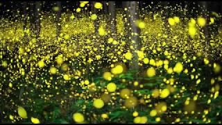 Fireflies dancing in the forest