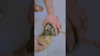 baby pigeon food #shorts #viralvideo #nafeespigeon