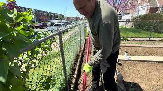 Small improvements at the edge of the garden- Philadelphia- Apr.20.2024 🌷❤️