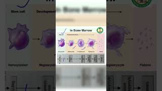 Platelet Formation