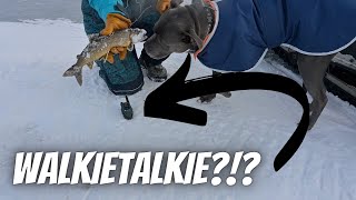 We Caught A Fish With A RADIO on MOOSEHEAD LAKE // WINTER CAMPING WITH A DOG