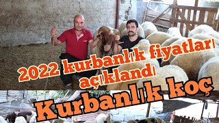 2022 Adana Kozan kurbanlık fiyatları açıklandı...#kurbanlıkfiyatları #kurbanlıklarsatışta #kurbanlik