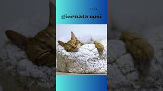 Giornata di relax    #shorts #CuteCats #GattoCheDorme#Relax#GiornataCosì#VitaDaGatto