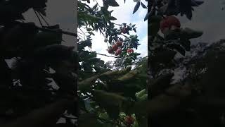 #oranges climbing orange tree