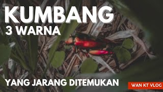 KUMBANG BERWARNA MERAH EMAS DAN HIJAU