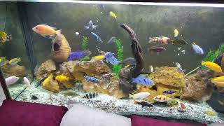 Mixed mbuna and peacock cichlids together *STUNNING*