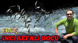 Van, Erciş - İnci Kefali Göçü - Muradiye Şelalesi