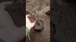 PALMA DE CERA CIROXILON QUINDIUENSE ARBOL NACIONAL DE COLOMBIA.