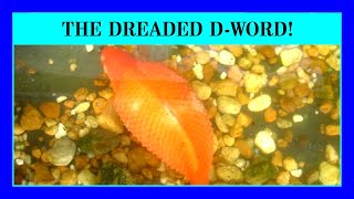 Episode 43 - Dropsy, The Pine Cone Disease in Aquarium and Pond Fish. Raised Scales is a Big Problem