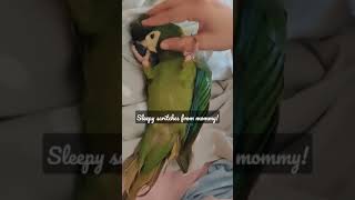 Cute pet parrot sleeps like a baby and holds mommy's finger to get scritches | Pneuma the Macaw