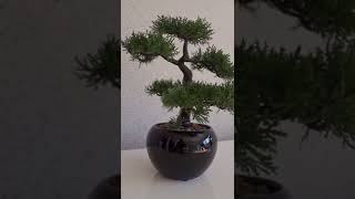 Beautiful Bonsai 🌳  #bonsai