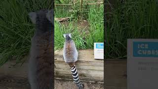 Brody’s Adventure at London Zoo