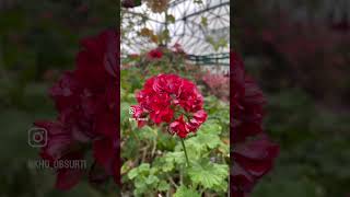 #flowerlover #beautyofnature #naturephotography #ootybotanicalgarden #geranium #youtubeshorts