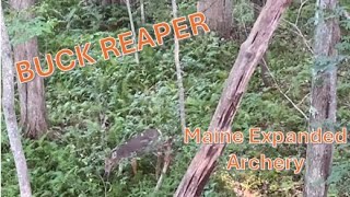 Maine Expanded Archery in Southern Maine - Buck Reaper