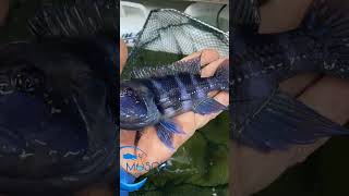 Frontosa cichlid fish #fish #subscribe #cute #video