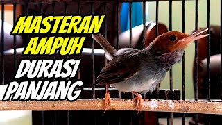 SUARA TEMBAKAN PRENJAK KEPALA MERAH GACOR DOR | COCOK UNTUK PANCINGAN &  MASTERAN PRENJAK JUARA