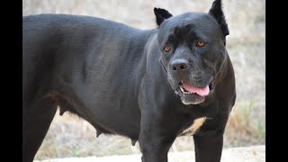 Cane Corso vs kikker - Cane corso zwart - cane corso pup,