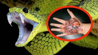 world venomous snake | world's poisonous snake | world dangerous snake | #shorts #snake