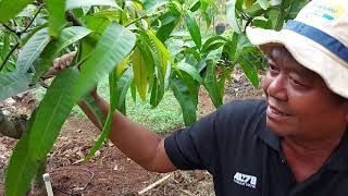 mangga yuwen di kebunkan UHDP di Agrowisa situ bolang Indramayu.