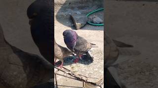 Kabootar status video #pigeon #motivation #kabootars #birdspecies #shorts #kabootarbazi