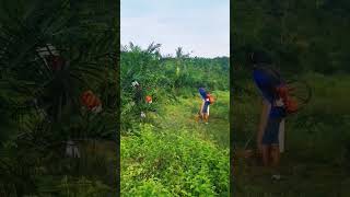 operasi mesin rumput #brushcutter #carimakan #healing #hobby