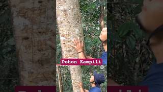 BENTUK BATANG POHON KAMPILI HUTAN KALIMANTAN