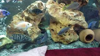 Malawi cichlids tank *STUNNING*  #African_Cichlid  #Cichlid's #Mbuna_Cichlid #Cichlid_hatching