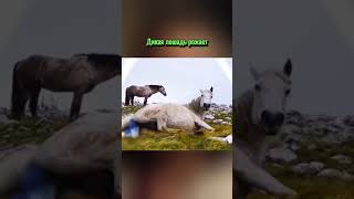 #horse #horselover #video #жылқы #айғыр Дикая лошадь🐎🐎🐎