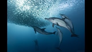 海洋霸主座頭鯨唱歌能把魚嚇死？它們怎麼通過吐泡泡捕食的？|Humpback whales can scare the fish? How do they prey?