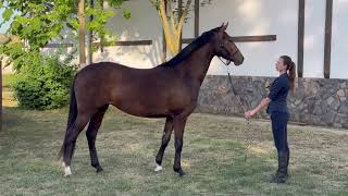 mare by Jazz - Fürstenball *2021, 3 y.o., 167 cm, Oldenburg, dressage