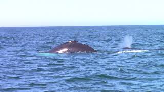 Whale Watching off Gloucester MA July 20, 2018