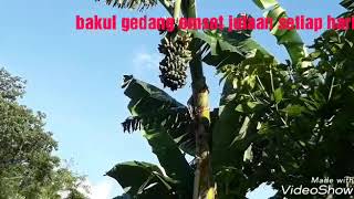 Bakul PISANG OMSET JUTAAN PERHARI