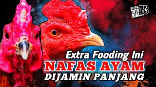 Boleh Dicoba ‼️ Extra Fooding Ini Bikin Nafas Ayam Dijamin Panjang