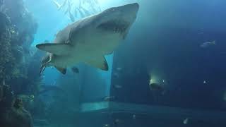 Mile High Shark Dive - Colorado Scuba