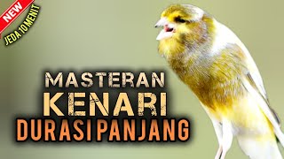 🔴MASTERAN KENARI ROLL TEMBAK DURASI PANJANG cocok buat muraibatu cendet cucak ijo