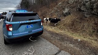 Cows fall out of trailer that was traveling on Maine Turnpike