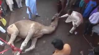 اونٹ کو لیٹا کر قربانی😱 کیا یہ طریقہ جائز ہے؟ Camel Qurbani