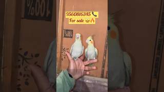 Cocktail pair available for sale hand tamed available #animallover #minivlog #pet #ytshorts