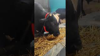 ফ্রিজিয়ান বিশাল ষাড় #গরু #বড়গরু #cowfarm #cowvideos #viral #shorts #shortvideo